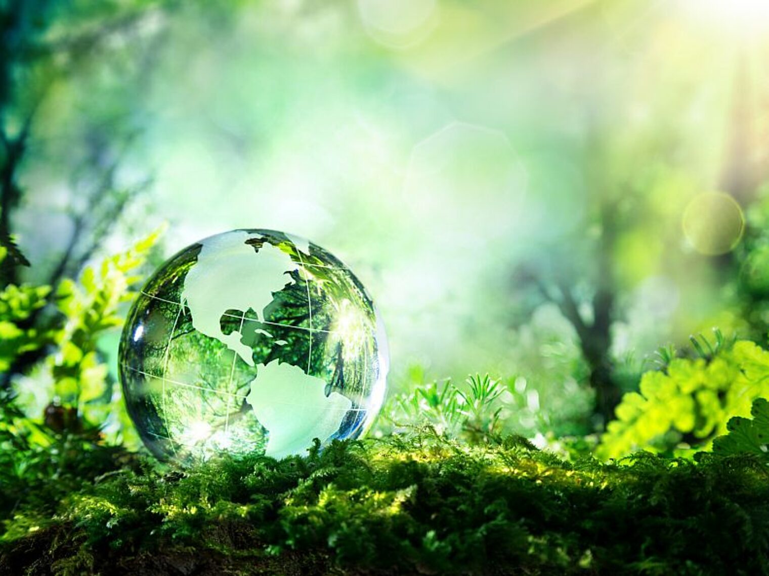 globe, green, glass, nature, environment, environmental, forest, moss, planet, concept, conservation, plant, earth, day, usa, ecology, trees, america, sunlight, sustainable, development, world, transparent, grass, copy space, fresh, background, color, crystal, reflection, sphere
