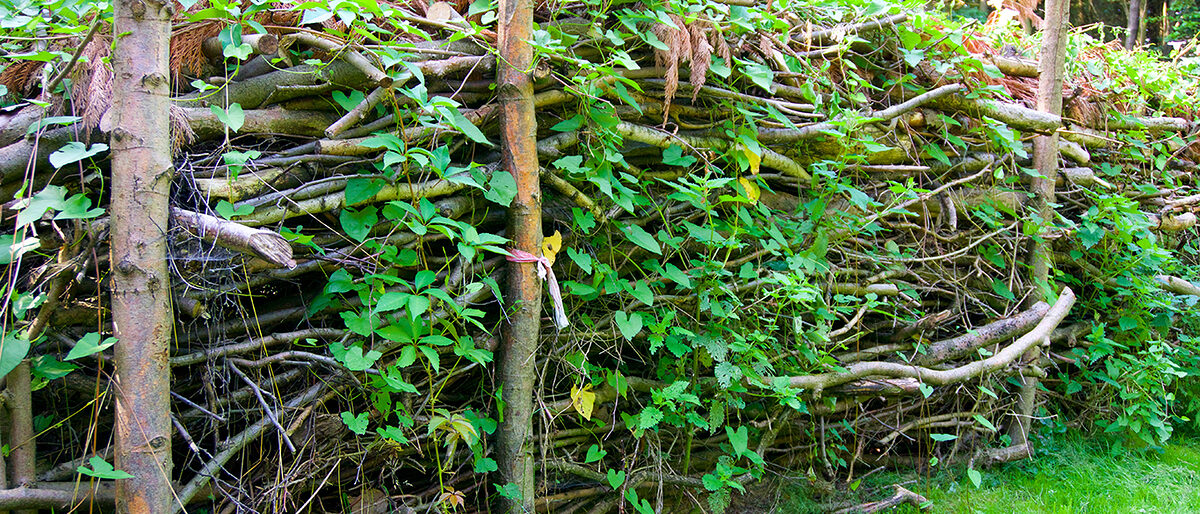 benjeshecke, habitat, lebensraum, totholz, wachstum, rückzugsort, schichten, landwirtschaft, barriere, zaune, hecke, zaun, stapeln, natur, ökologisch, bio, eigenbau, selber, errichtet, geschichtet, holz, hölzer, abfallholz, niemand, draußen, tag, hell, pflanzen