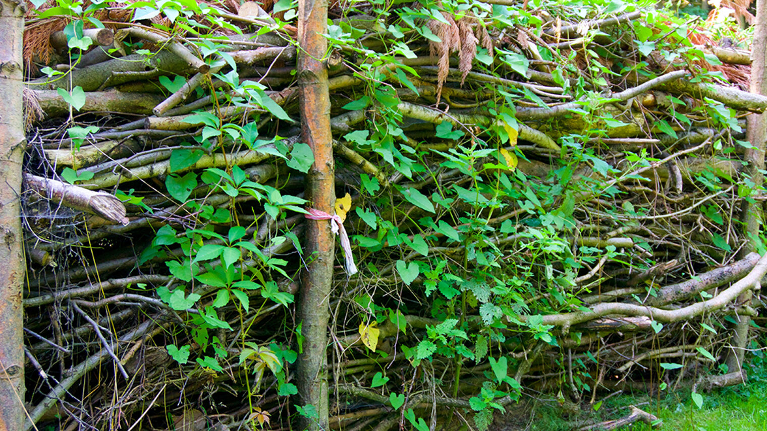 benjeshecke, habitat, lebensraum, totholz, wachstum, rückzugsort, schichten, landwirtschaft, barriere, zaune, hecke, zaun, stapeln, natur, ökologisch, bio, eigenbau, selber, errichtet, geschichtet, holz, hölzer, abfallholz, niemand, draußen, tag, hell, pflanzen